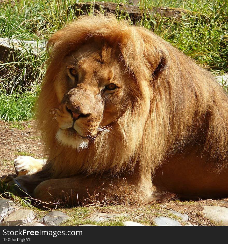 Lion watching the people in the zoo