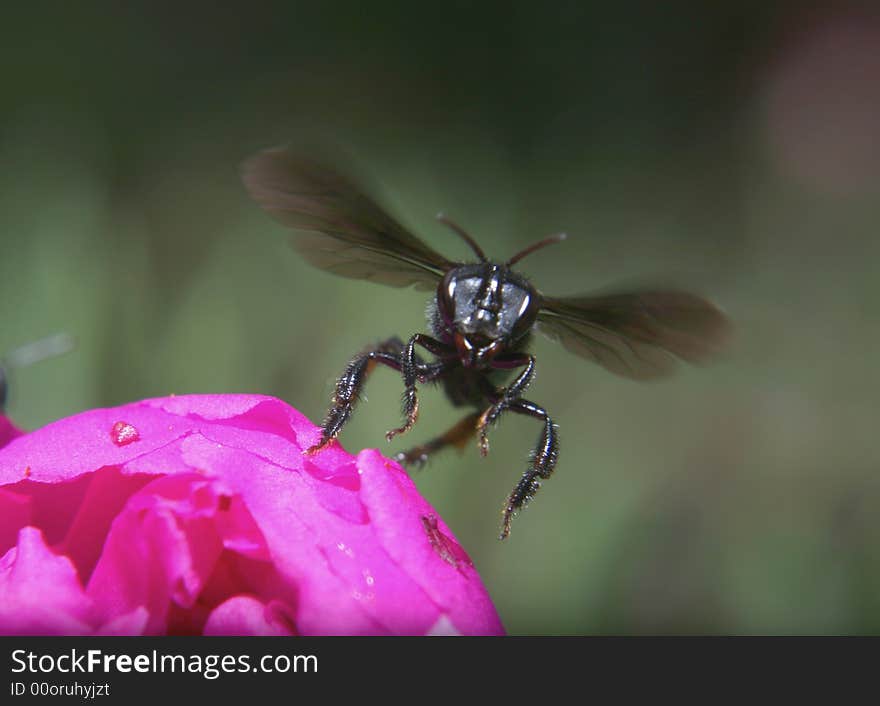 Landing Bee