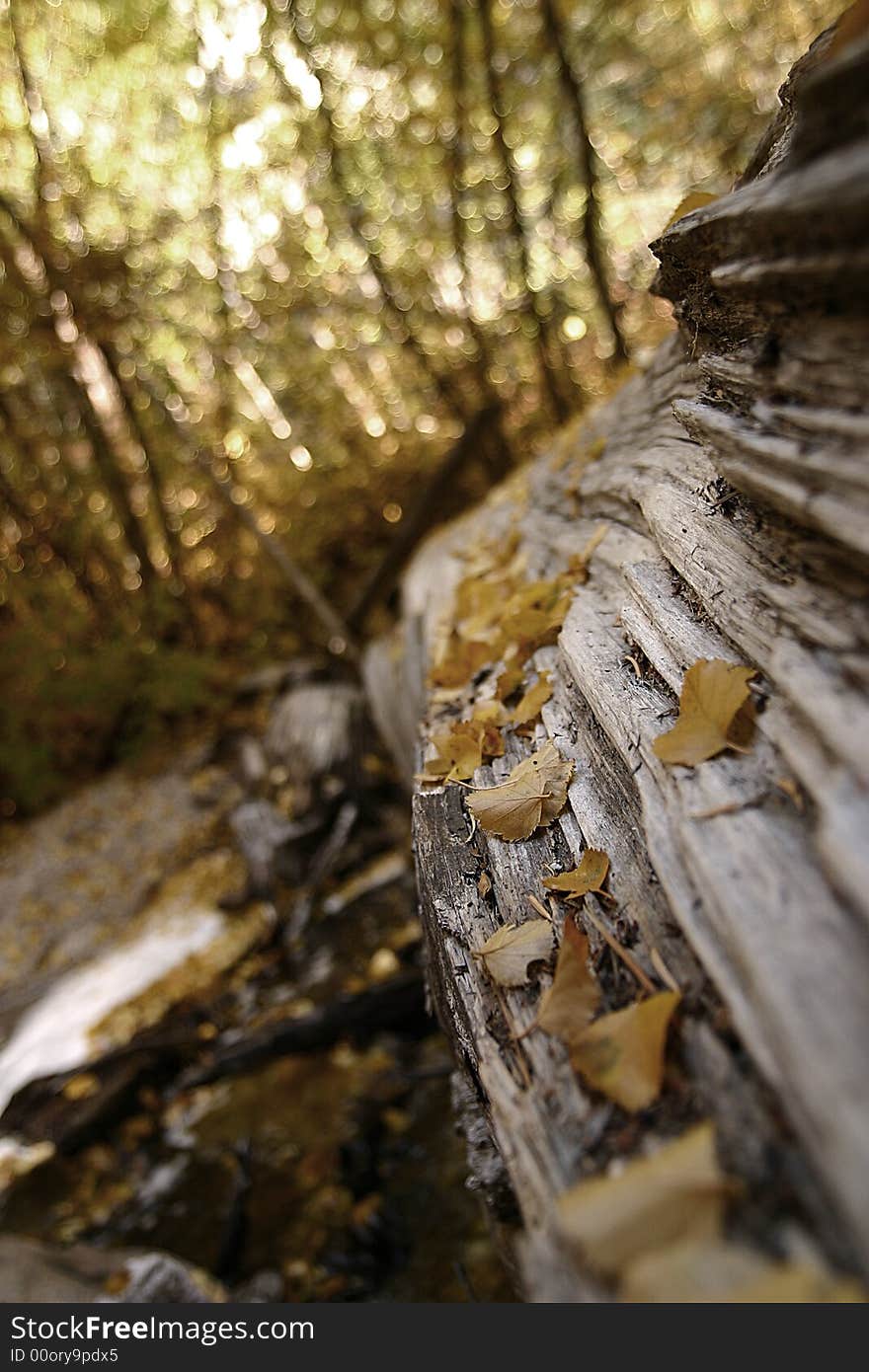 Fallen tree near a creek in the Mt. Whitney area. Birch leaves are resting on the log and there are birch trees in the background. Fallen tree near a creek in the Mt. Whitney area. Birch leaves are resting on the log and there are birch trees in the background.