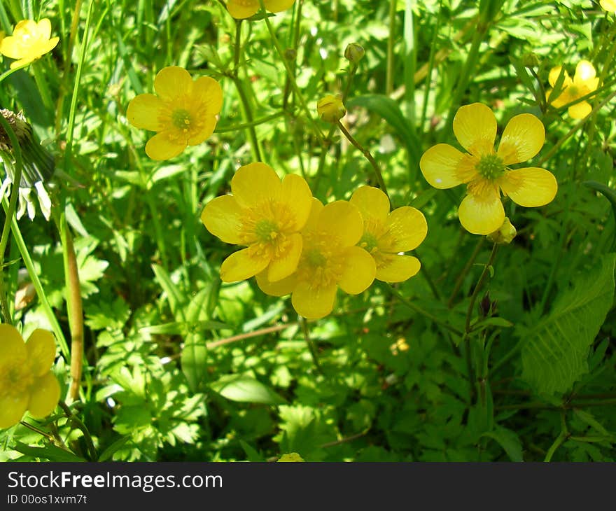 Yellow Flowers