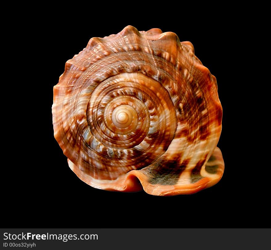 Isolated seashell over black background