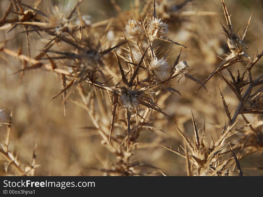 Dry aggressive prickles in desert Negev