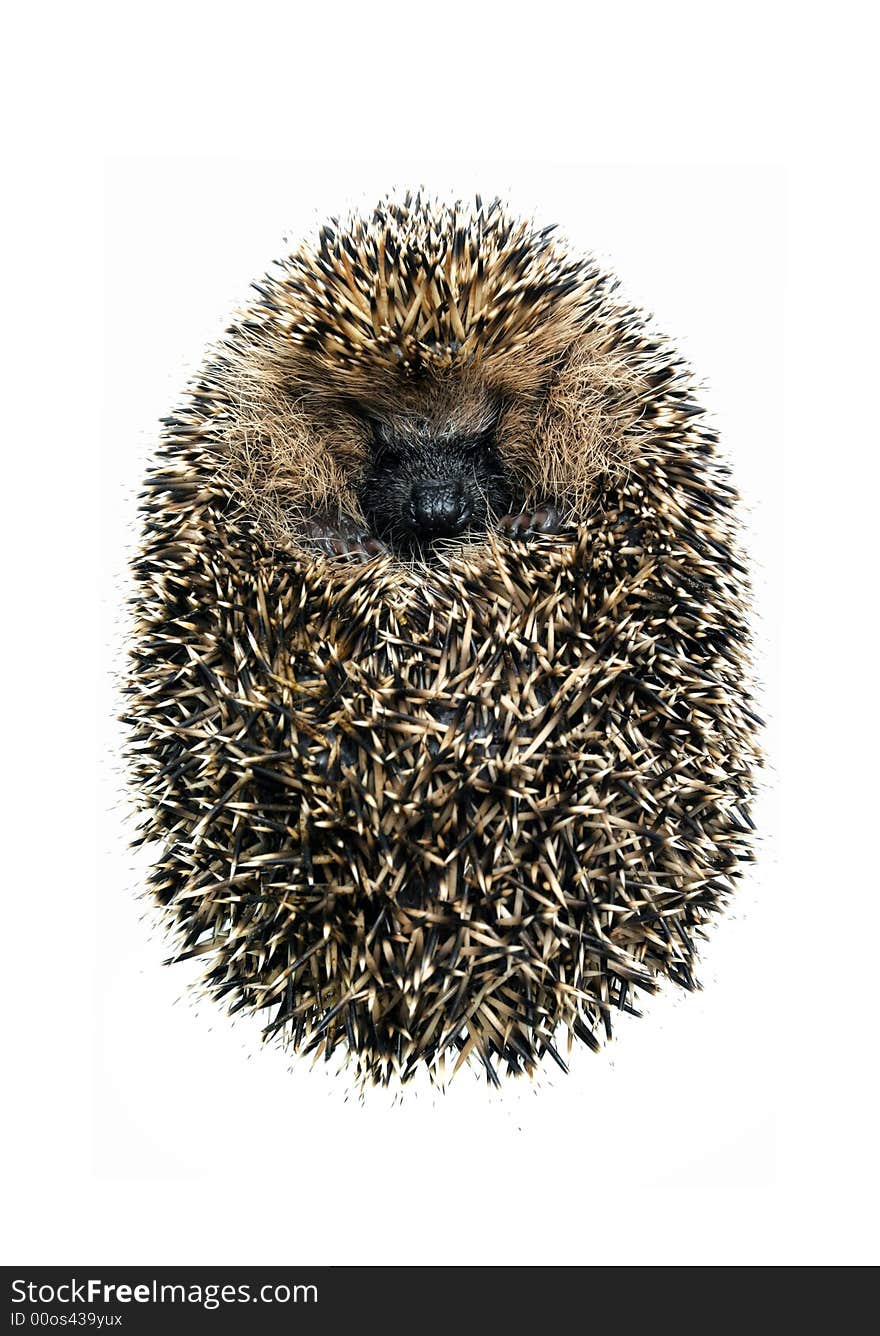 Hedgehog on a white background