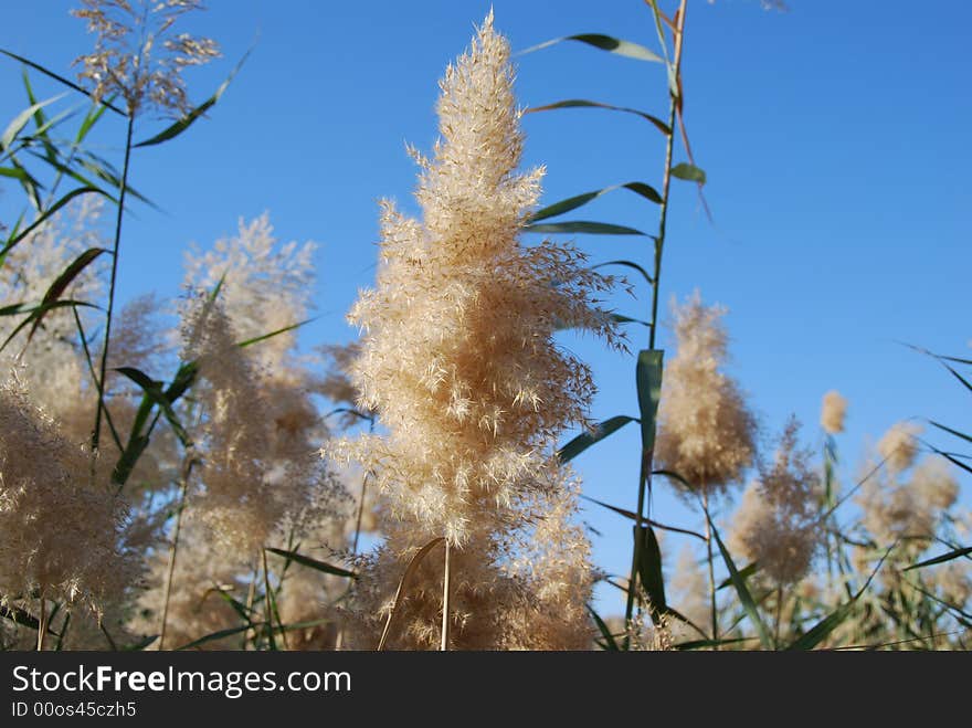 Wind in canes on a background of the blue sky. Wind in canes on a background of the blue sky