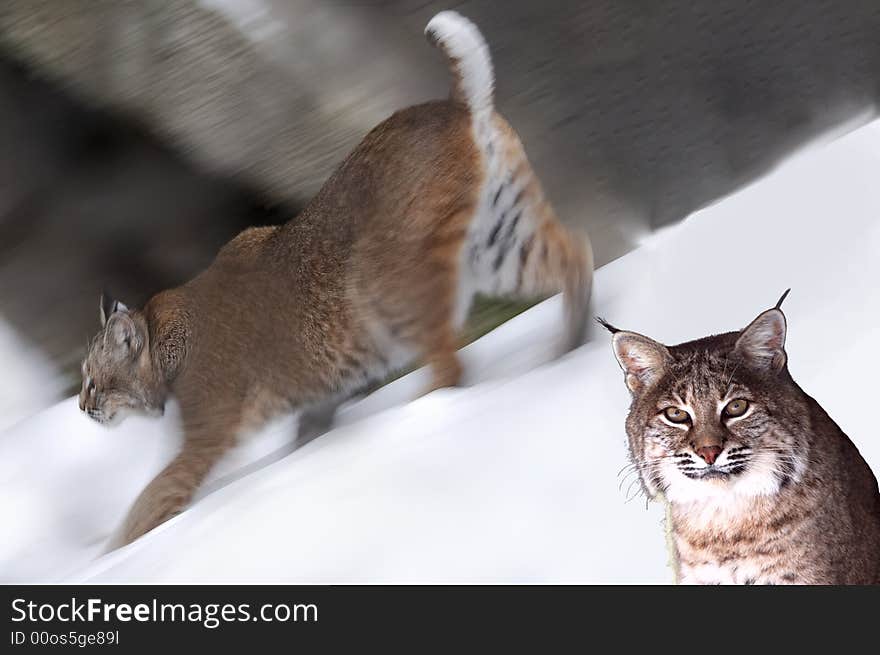 Close-up portrait of a bobcat. Two bobcats.