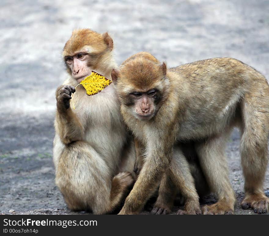 Two Baby Monkeys Playing