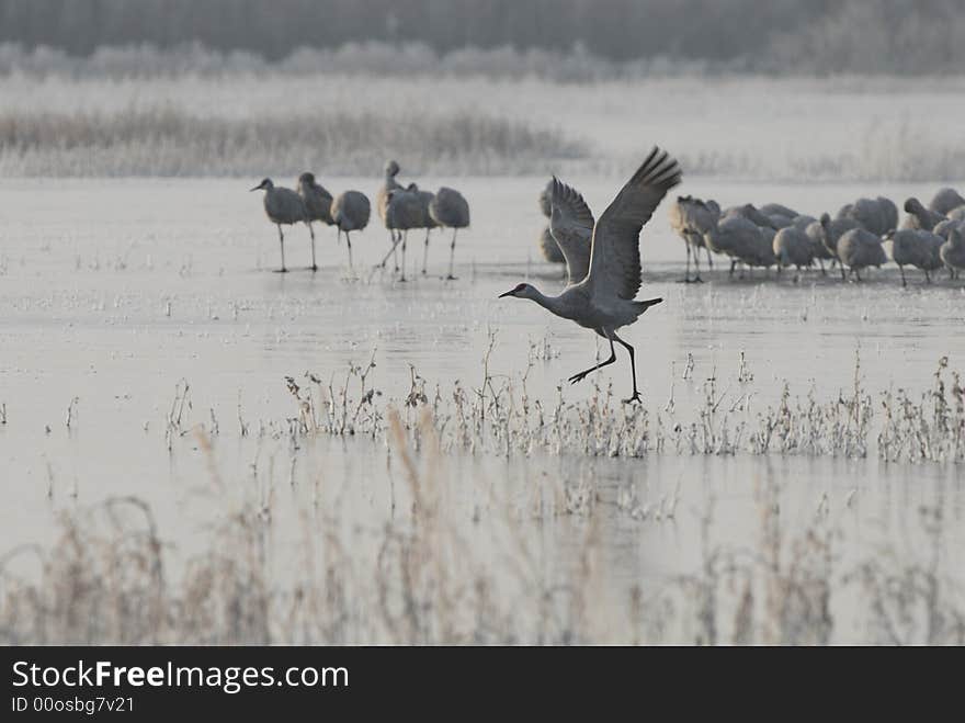 A sandhill crane takes a running start  on this frozen lake in New Mexico. A sandhill crane takes a running start  on this frozen lake in New Mexico.