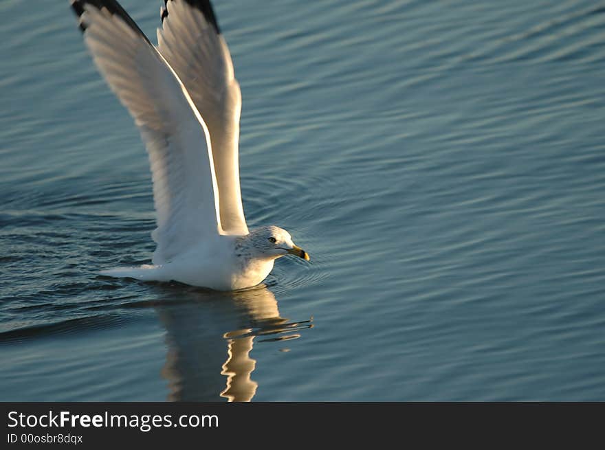 A large white seagull lands in calm water and notices it's own reflection. A large white seagull lands in calm water and notices it's own reflection.