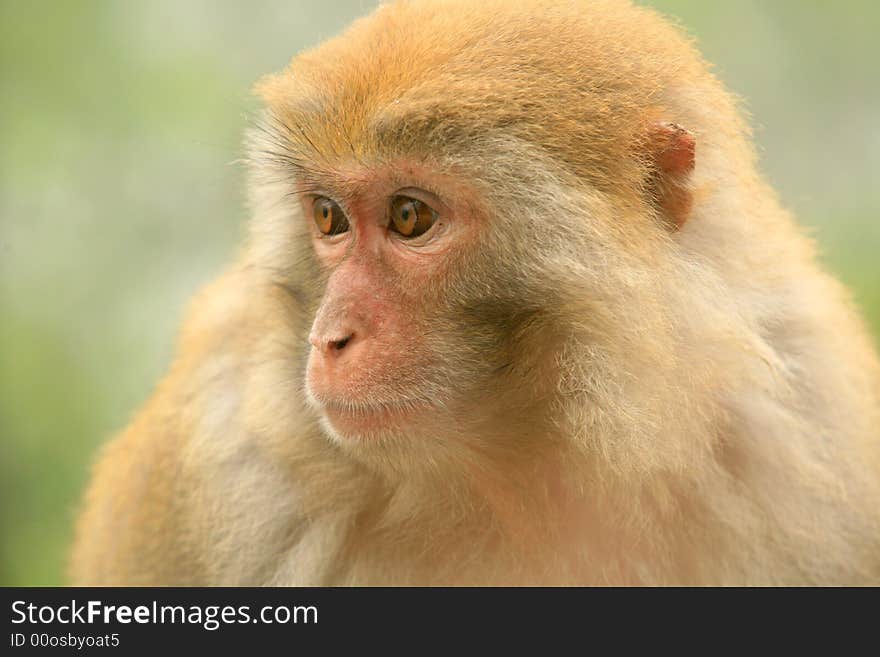 Close-up Of Monkey