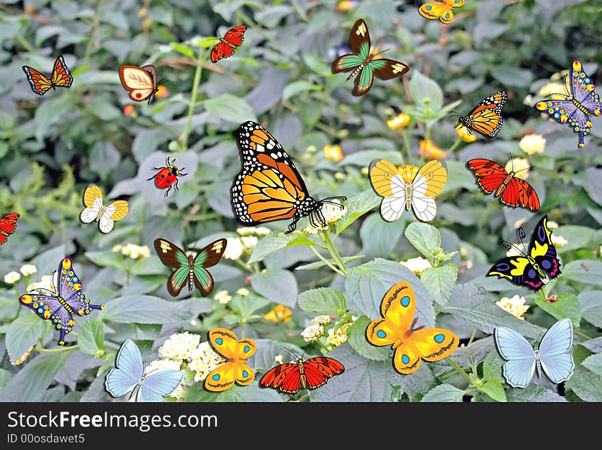 Butterfly and flowers in a background. Butterfly and flowers in a background.