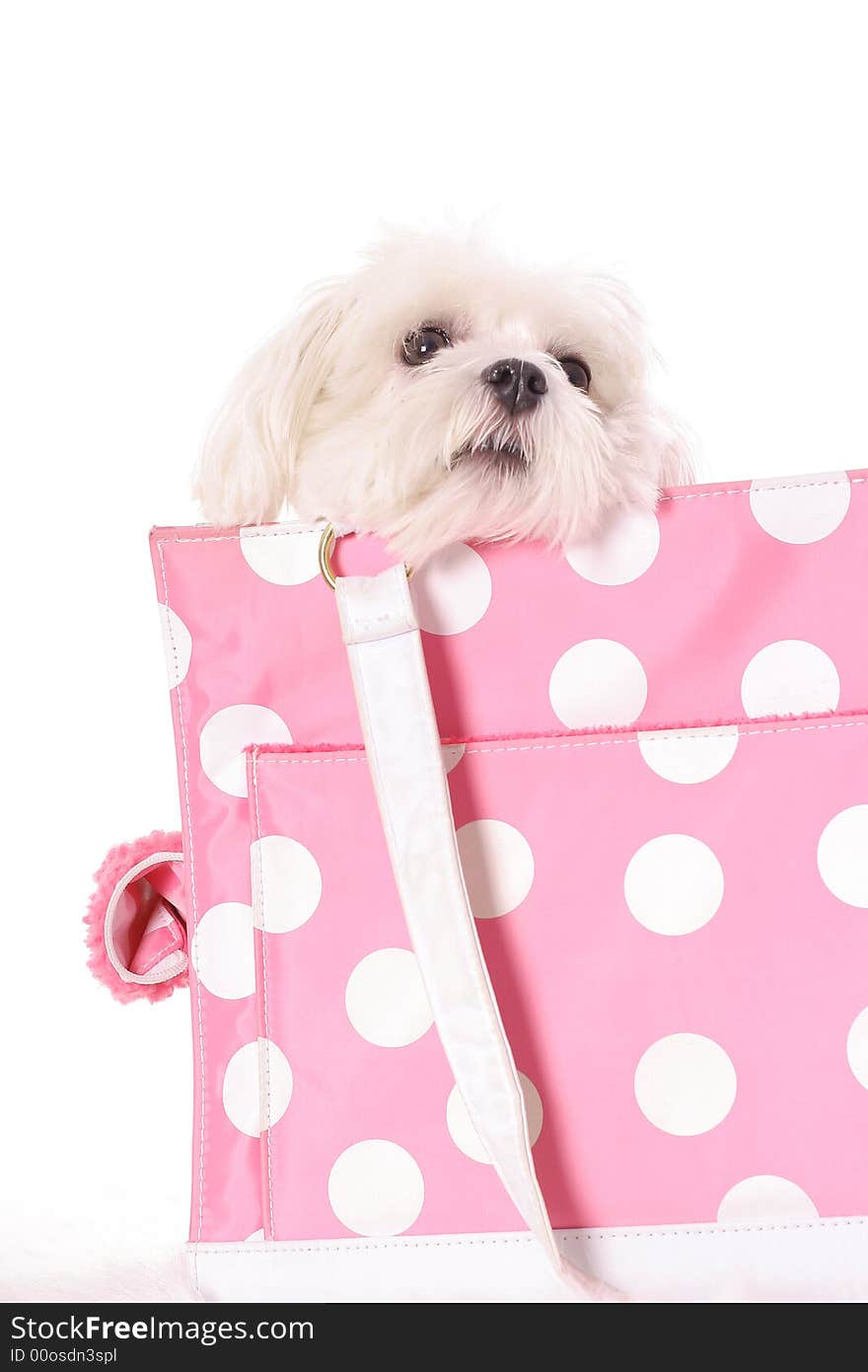 Pooch peeking over bag isolated on white