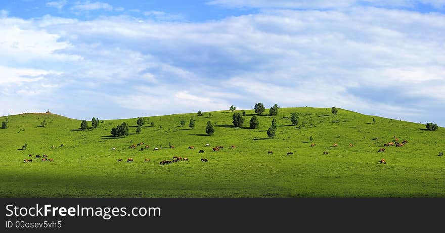 Grassland & Horse