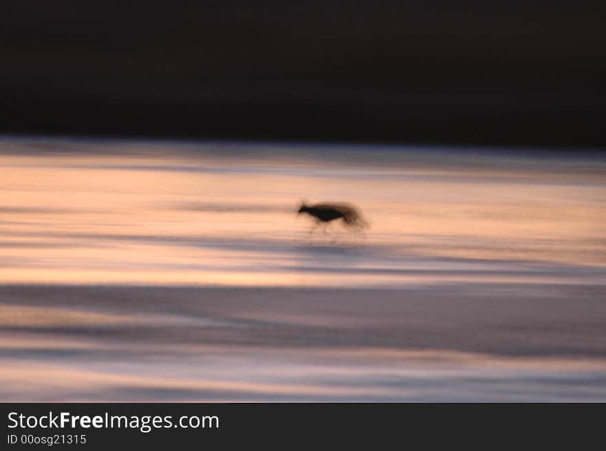 An abstract of a coyote wandering out on the frozen ice in search of an easy meal. An abstract of a coyote wandering out on the frozen ice in search of an easy meal.