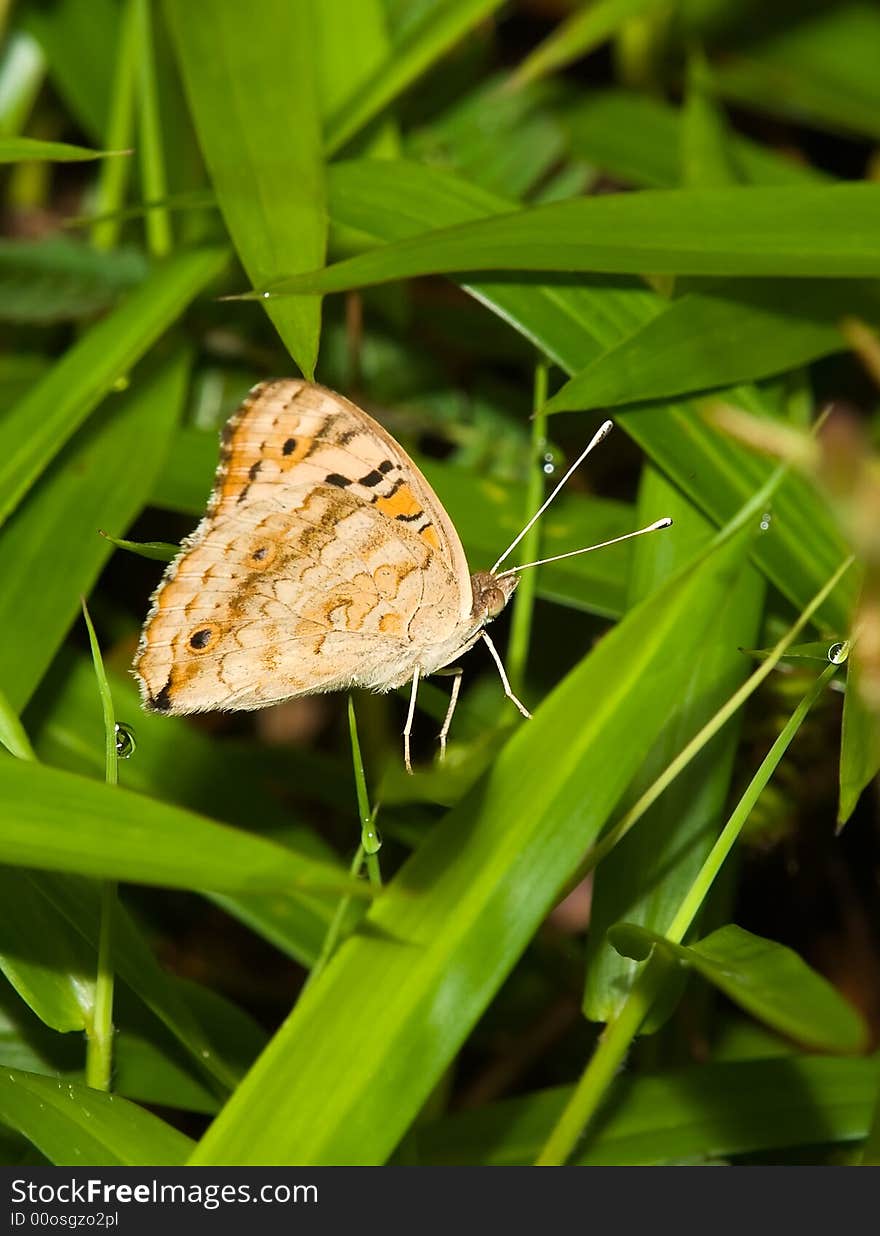 Junonia orithya wallacei (Blue Pansy) butterfly warming up in the rising sun amongst long grasses. Junonia orithya wallacei (Blue Pansy) butterfly warming up in the rising sun amongst long grasses.