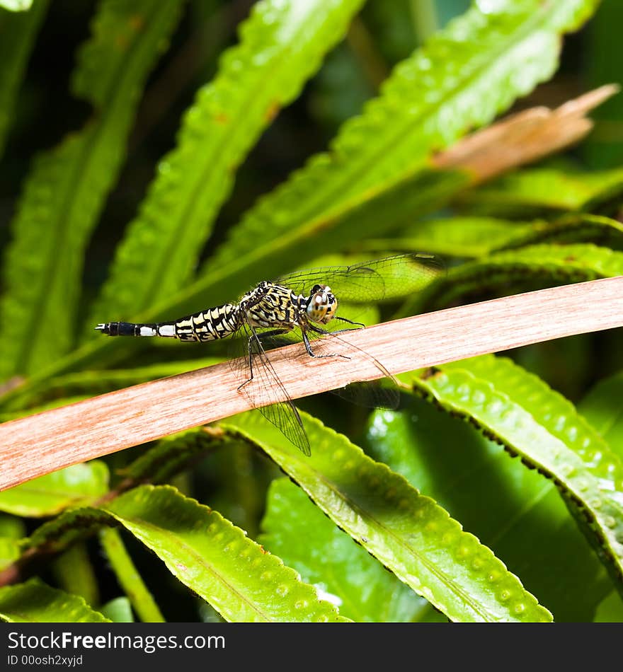 Dragonfly