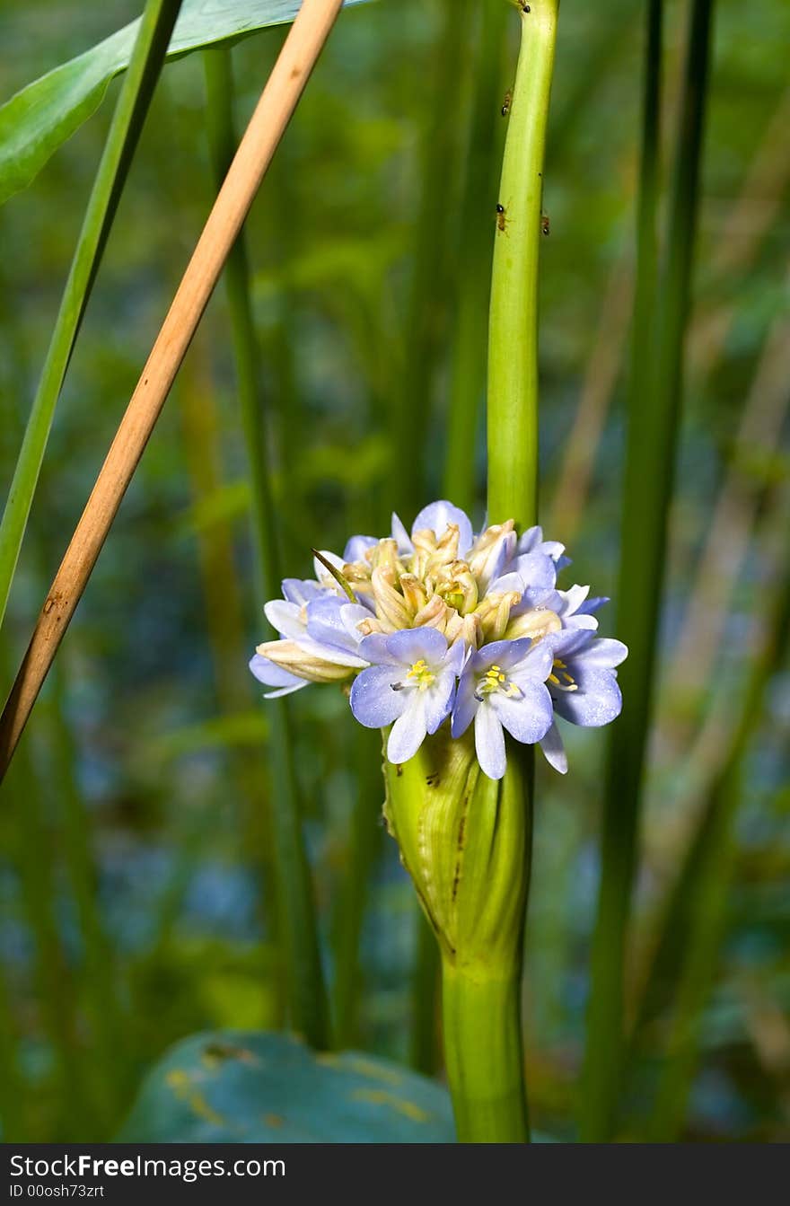 A species of flowering plant from the family Pontederiaceae blooming at the edge of a marshy pond