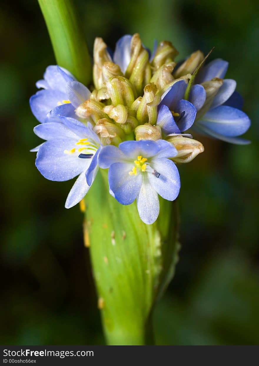 A species of flowering plant from the family Pontederiaceae blooming at the edge of a marshy pond