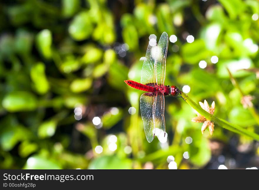 Red Dragonfly resting on the tip of a reed plant growing in a pond