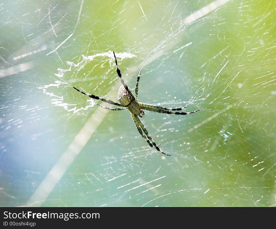 Spider with its messy web strung up high in a tree. Spider with its messy web strung up high in a tree