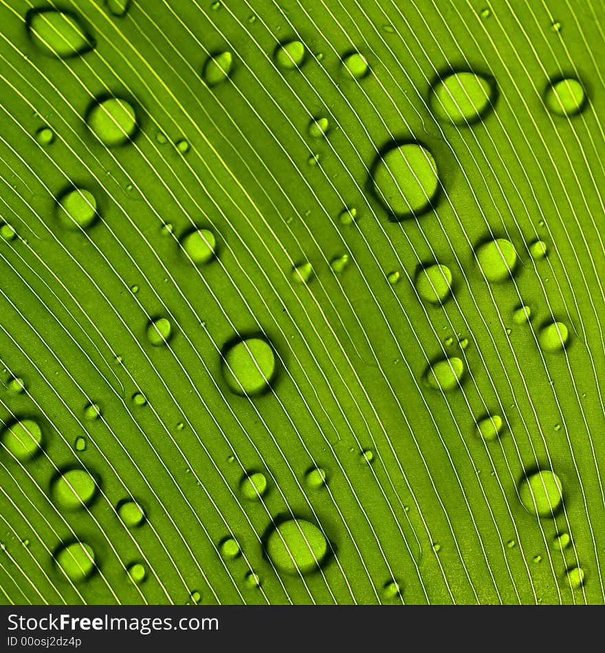 Underside view of a large leaf encrusted with water drops. Underside view of a large leaf encrusted with water drops.