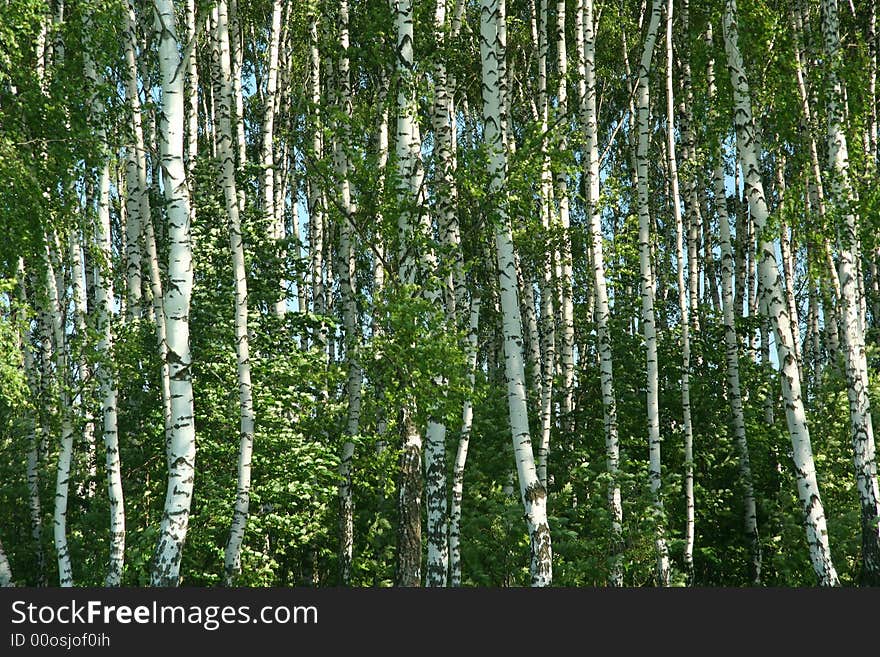 Birchwood at spring, Moscow oblast, Russia