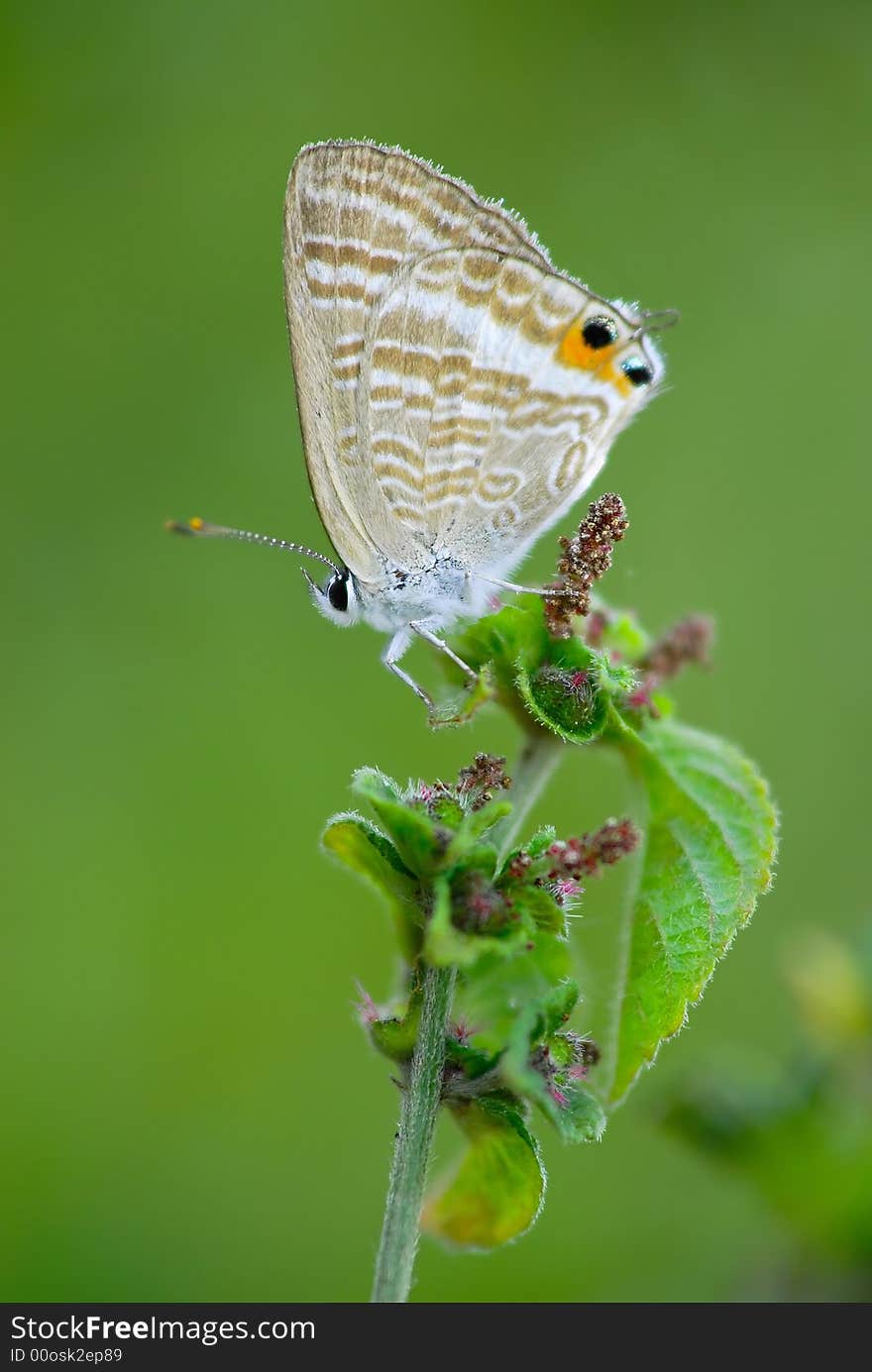 Close up butterfly with green background