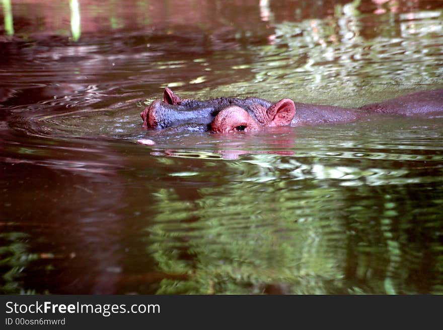 Young Hippo