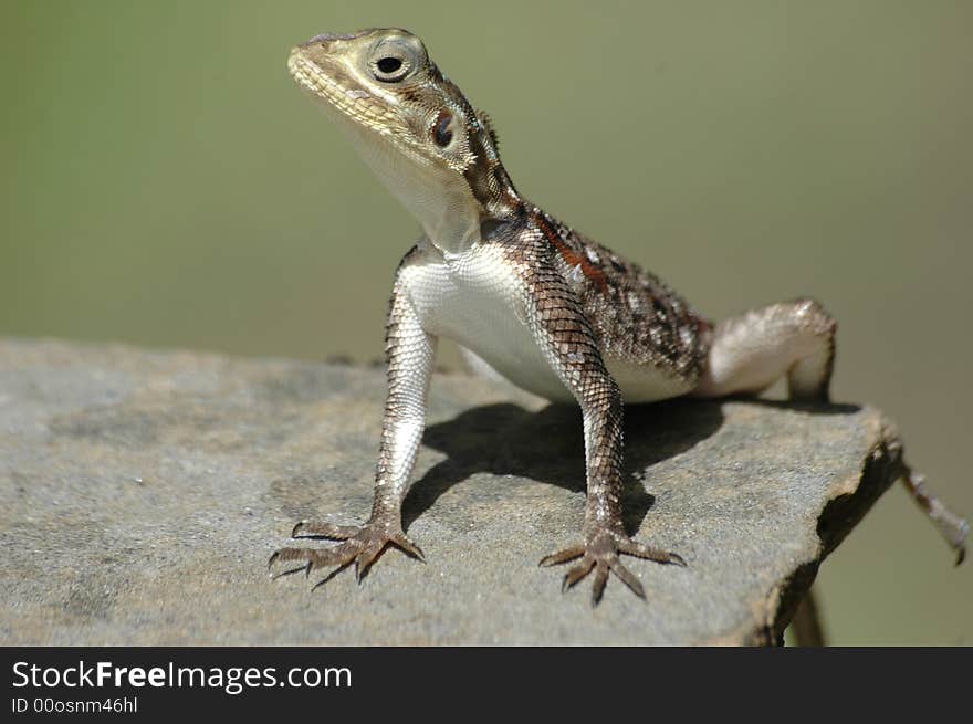 Colourful Lizard