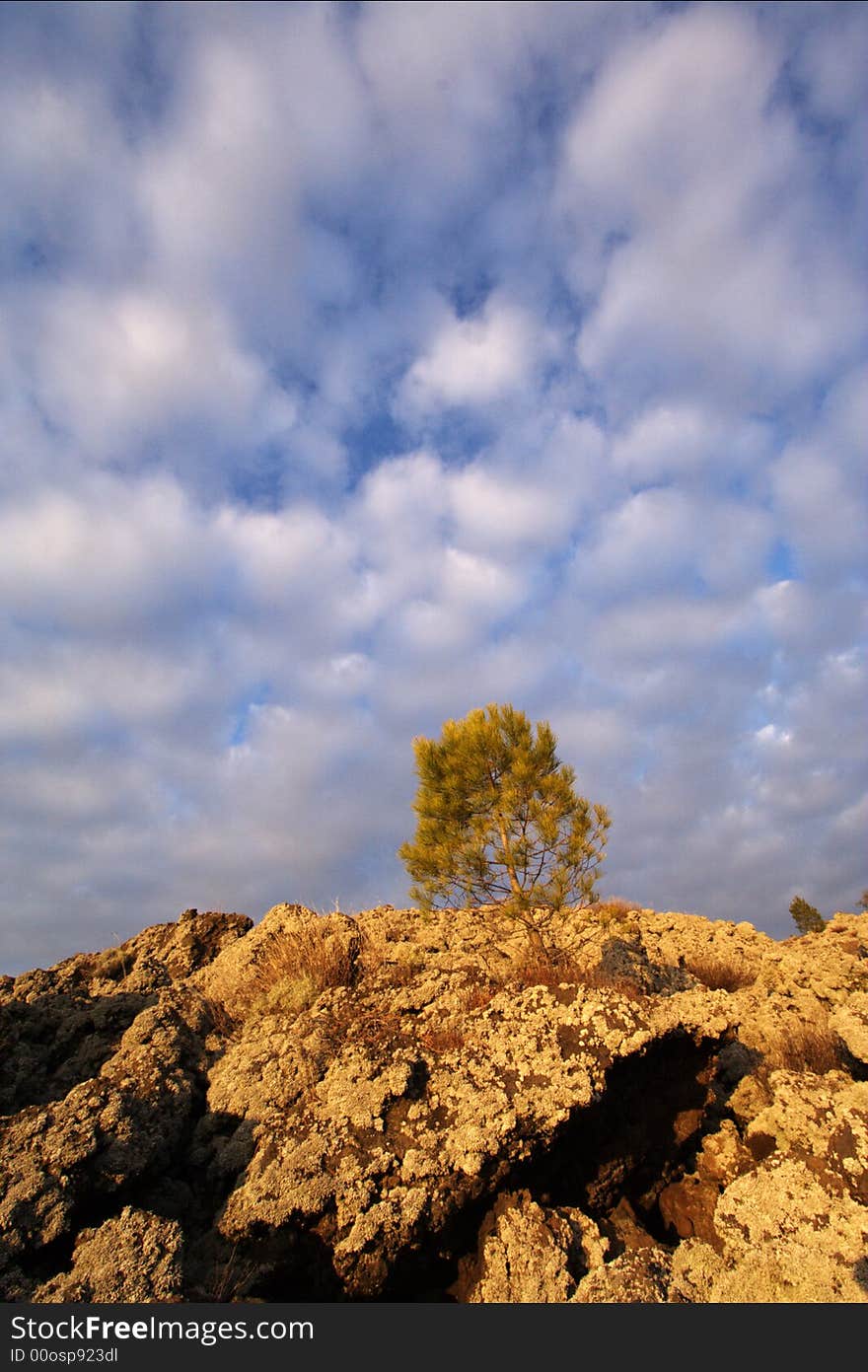 Mediterranean tree on volcano with sky and clouds on background. Mediterranean tree on volcano with sky and clouds on background