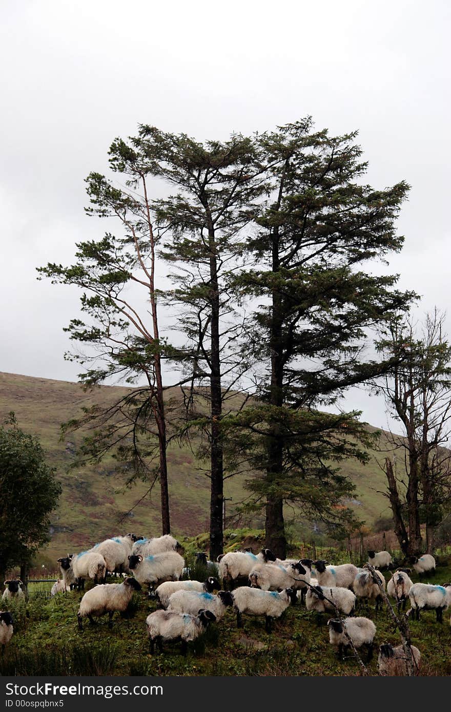 An irish farm with sheep ready for dipping. An irish farm with sheep ready for dipping