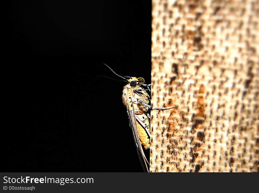 Yellow butterfly and similar background adjusting to environment changes.