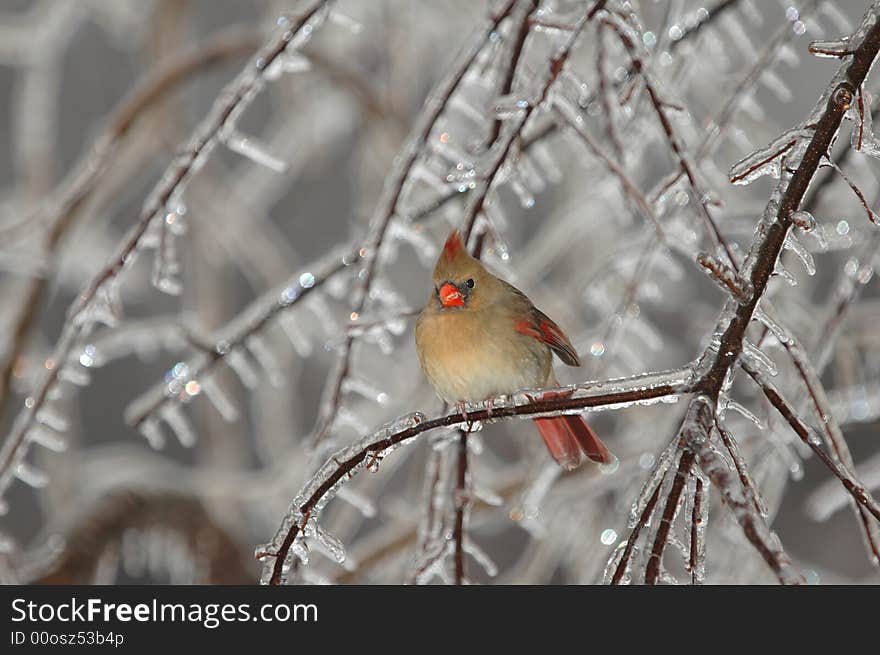 Female Cardinal In Ice