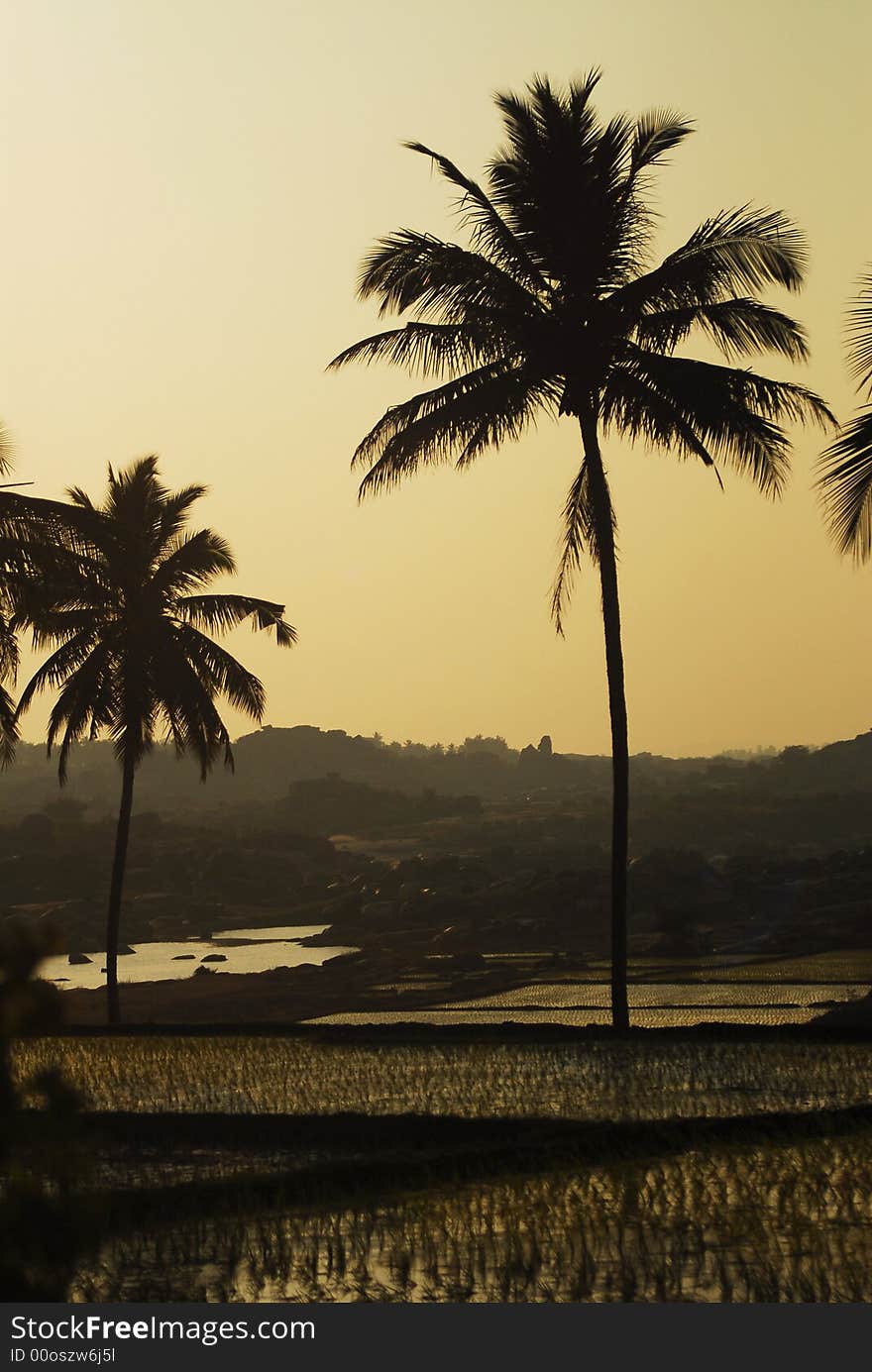 A rice field in Hampi, India.