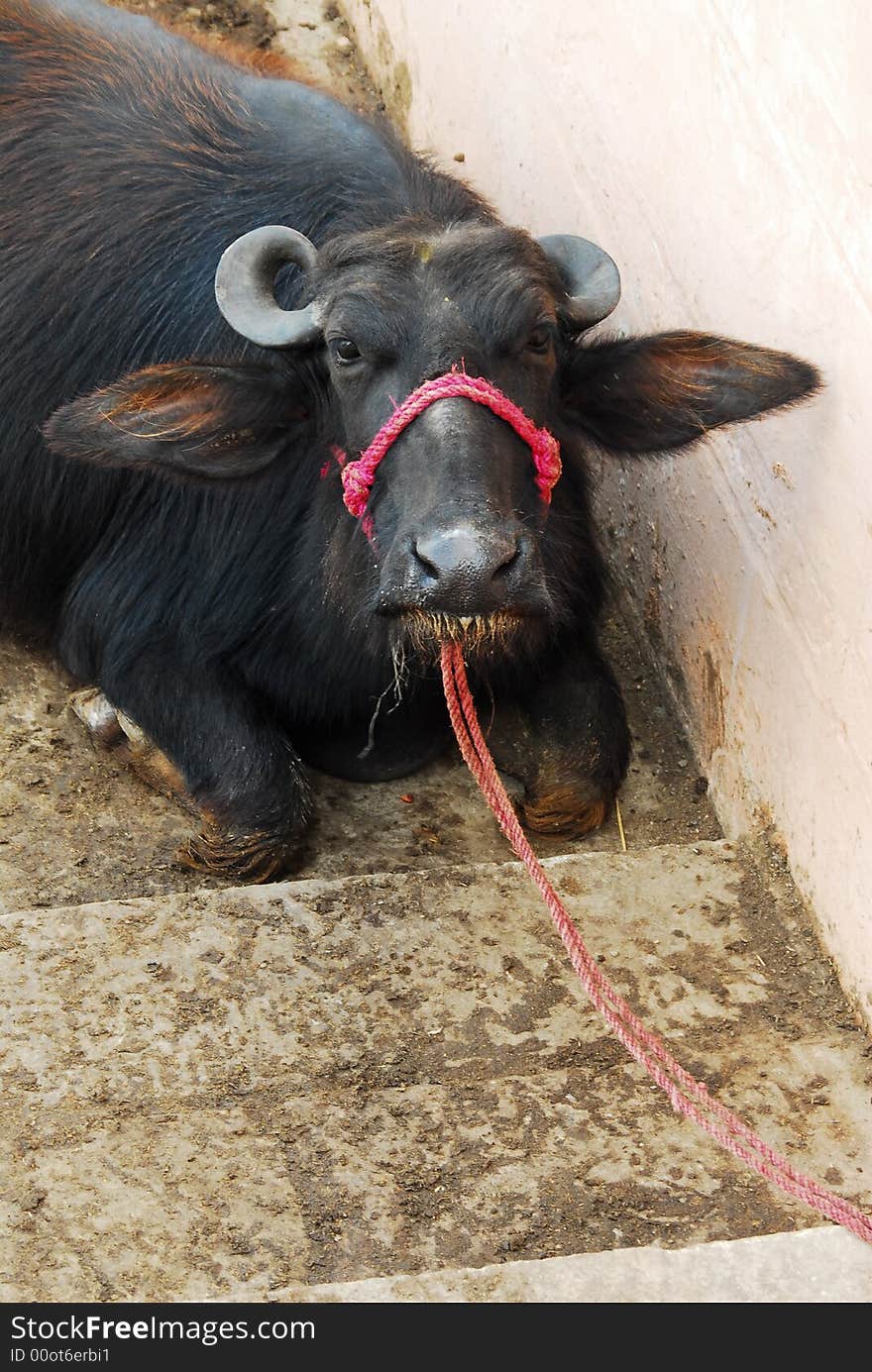 An angry ox tied with a red string. An angry ox tied with a red string.