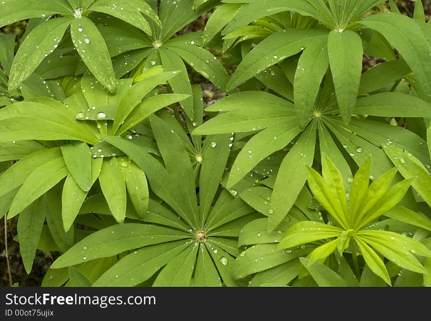 Greenbush with waterdrops of rain, can use as background. Greenbush with waterdrops of rain, can use as background.