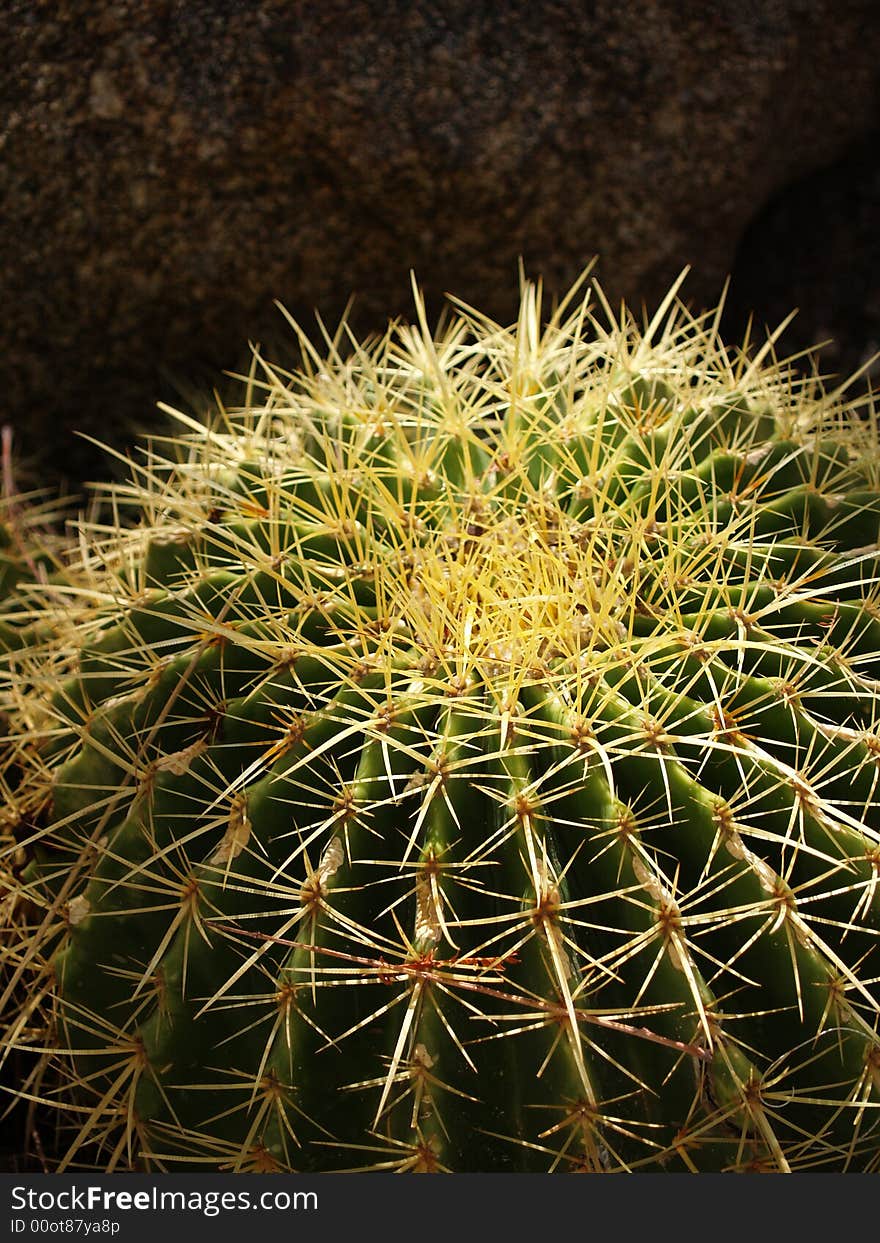 Barrel Cactus Closeup