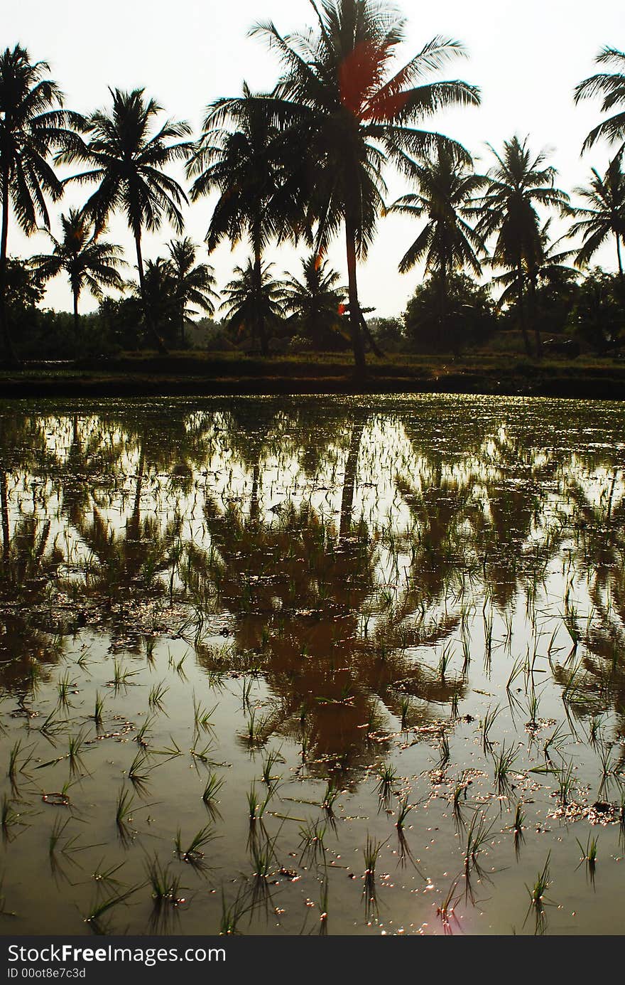 A rice field in Hampi, India.