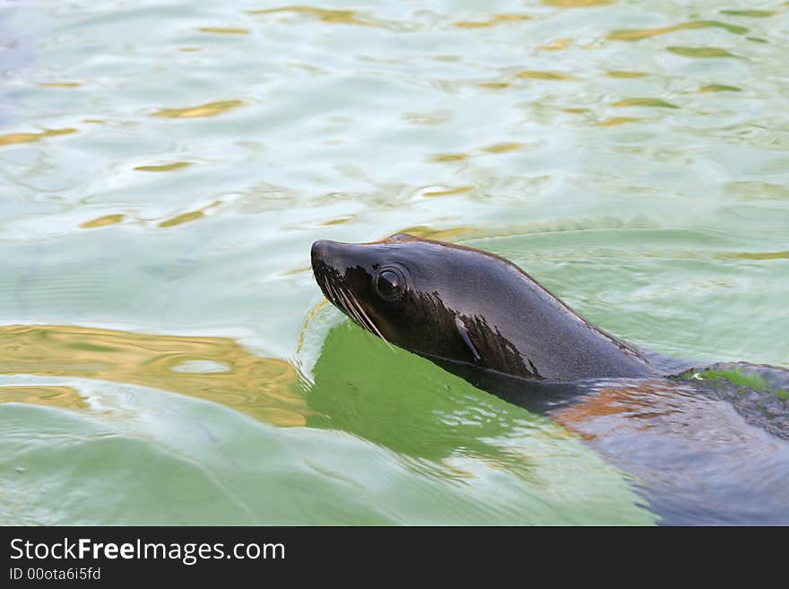 Floating eared seal