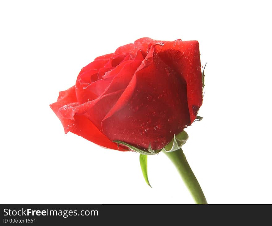 Red rose close-up on white background