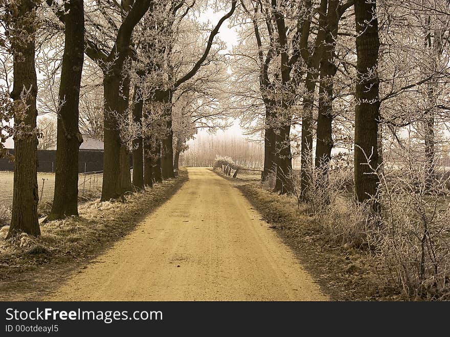 Cold winterday with some snow on the trees.