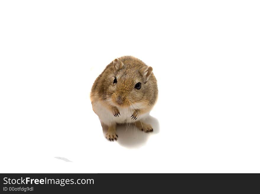 Home pet jerboa, isolated on white. Home pet jerboa, isolated on white