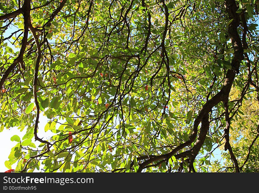 Tree View Upwards