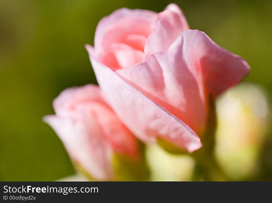 Geranium Buds