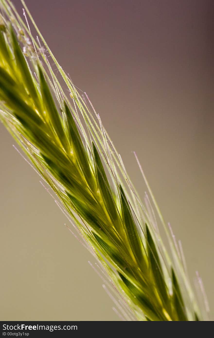 Close up of green corn