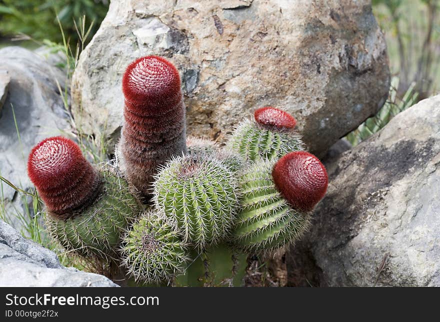 Cactus between stones