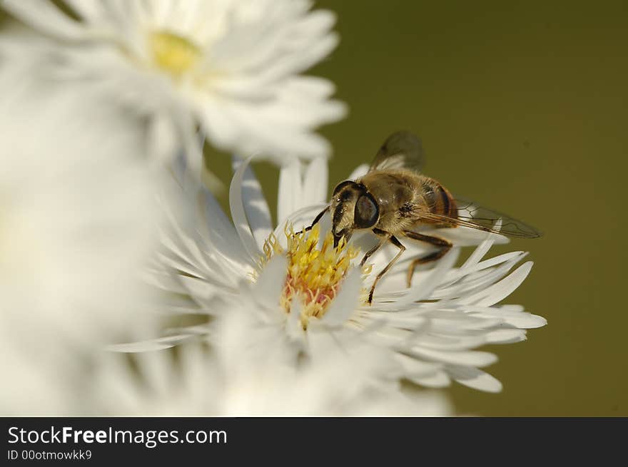 Bee on a flower. It is photographed in Russia in the Moscow area.