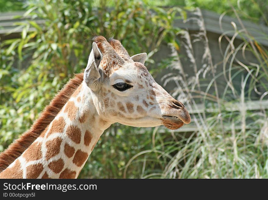 Close-up of a young giraffe.