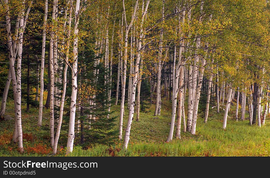 Autumn bitch trees in white mouintains of New Hampshire in the United States. Autumn bitch trees in white mouintains of New Hampshire in the United States