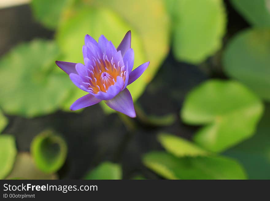 Asian water purple lotus