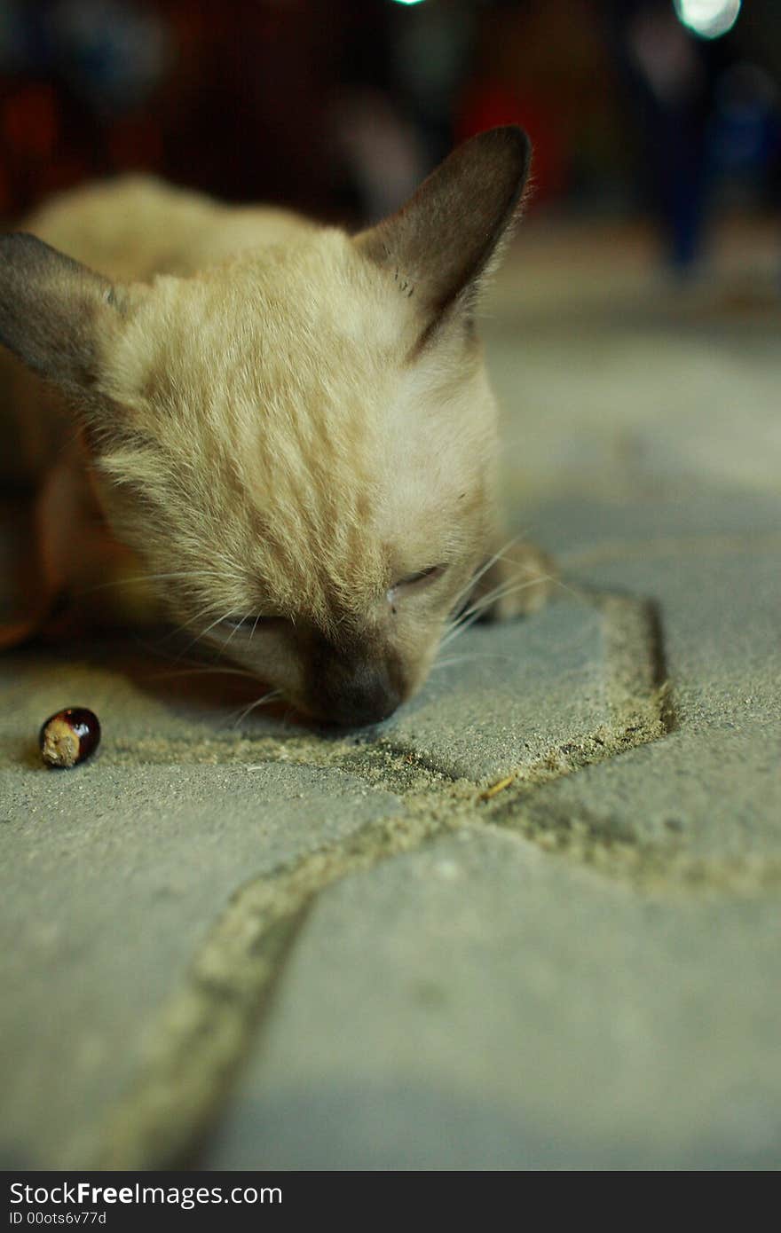 Asian cat sitting in the night, Phi Phi island, thailand. Asian cat sitting in the night, Phi Phi island, thailand